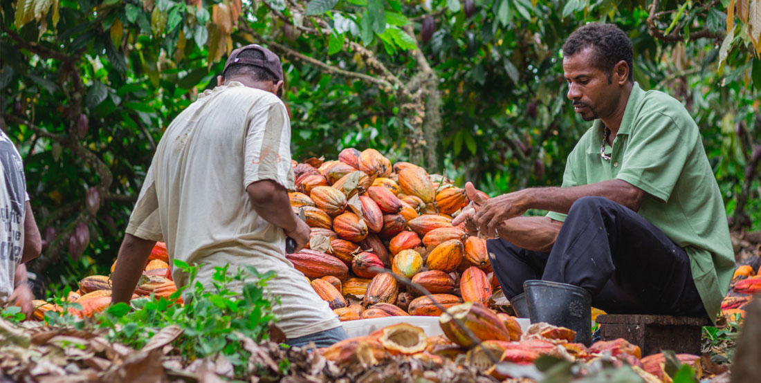 cocoa-farmer